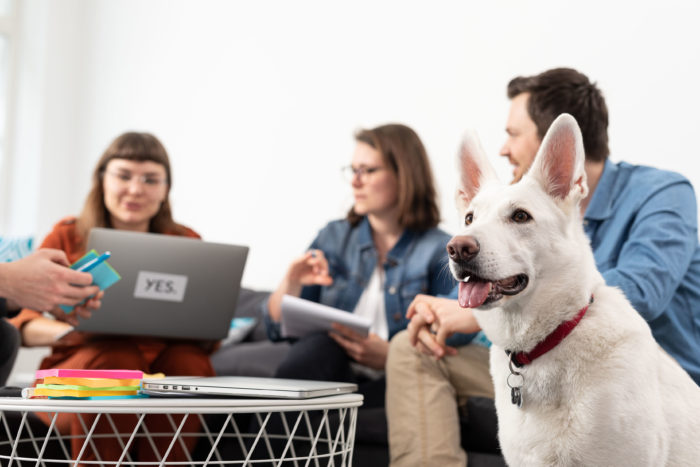 drei Kolleg*innen haben eine Besprechung. Sie sitzen mit Laptop auf dem Sofa an einem Tisch. Ein Hund sitzt vorne im Bild und schaut in die Kamera.
