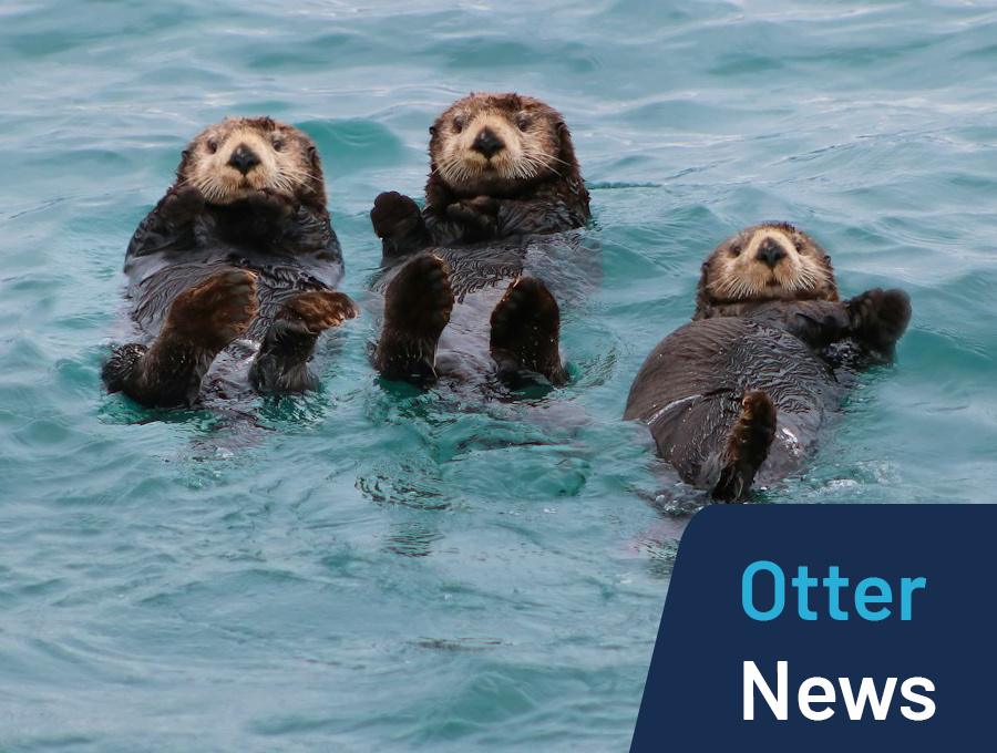 Digitalabgabe für Plattformen, Neustart für belboon and Otter News